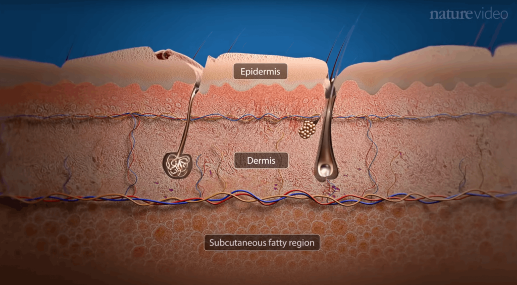 строение кожи