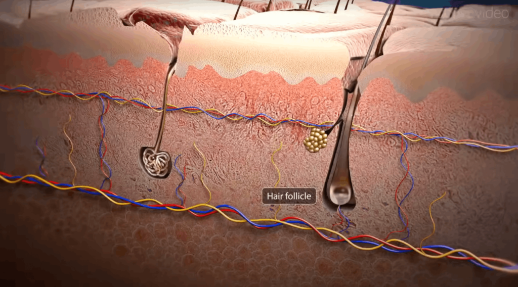 элементы кожи